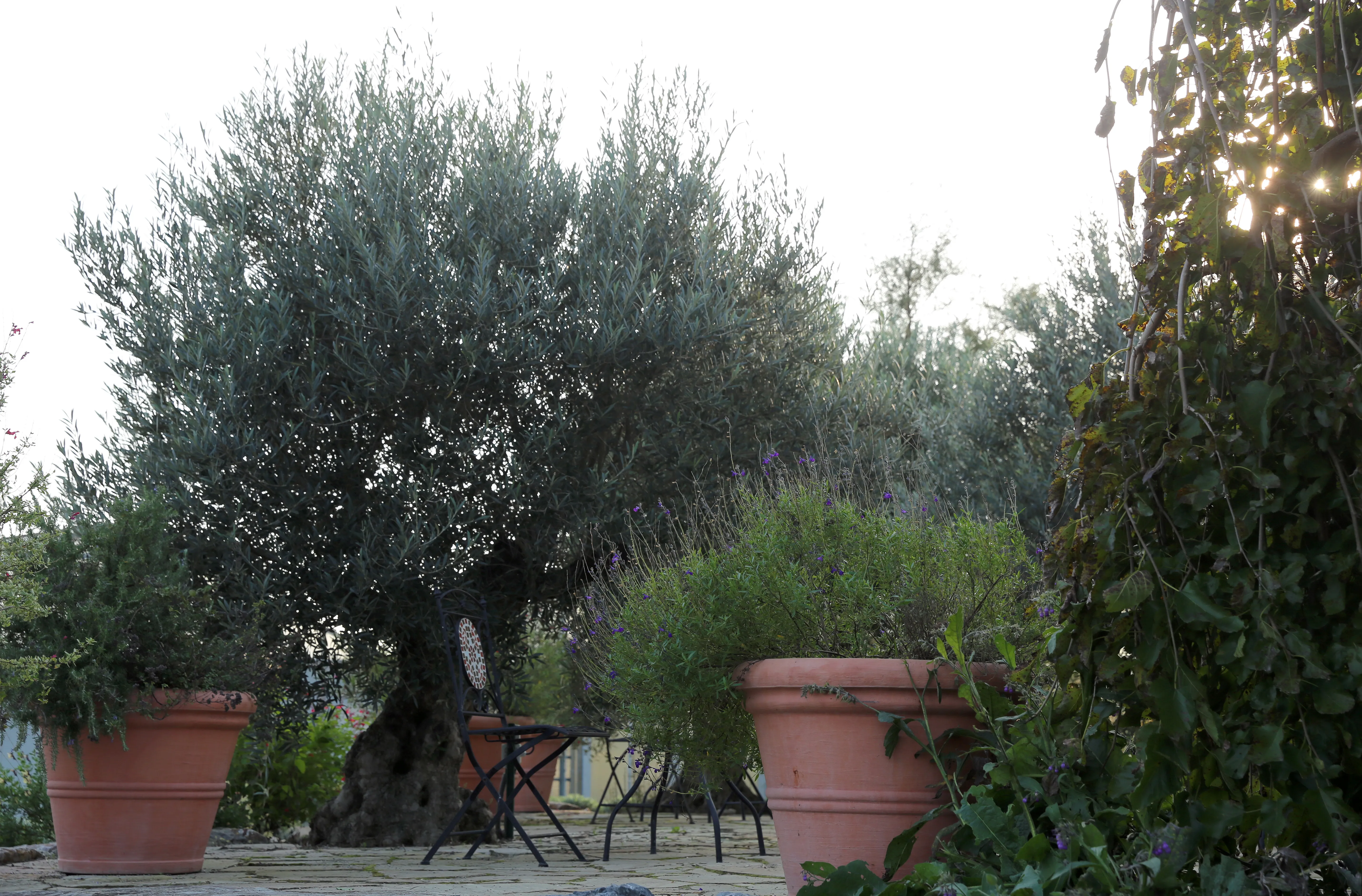 olive tree in a large terracotta pot surrounded by other potted plants and greenery