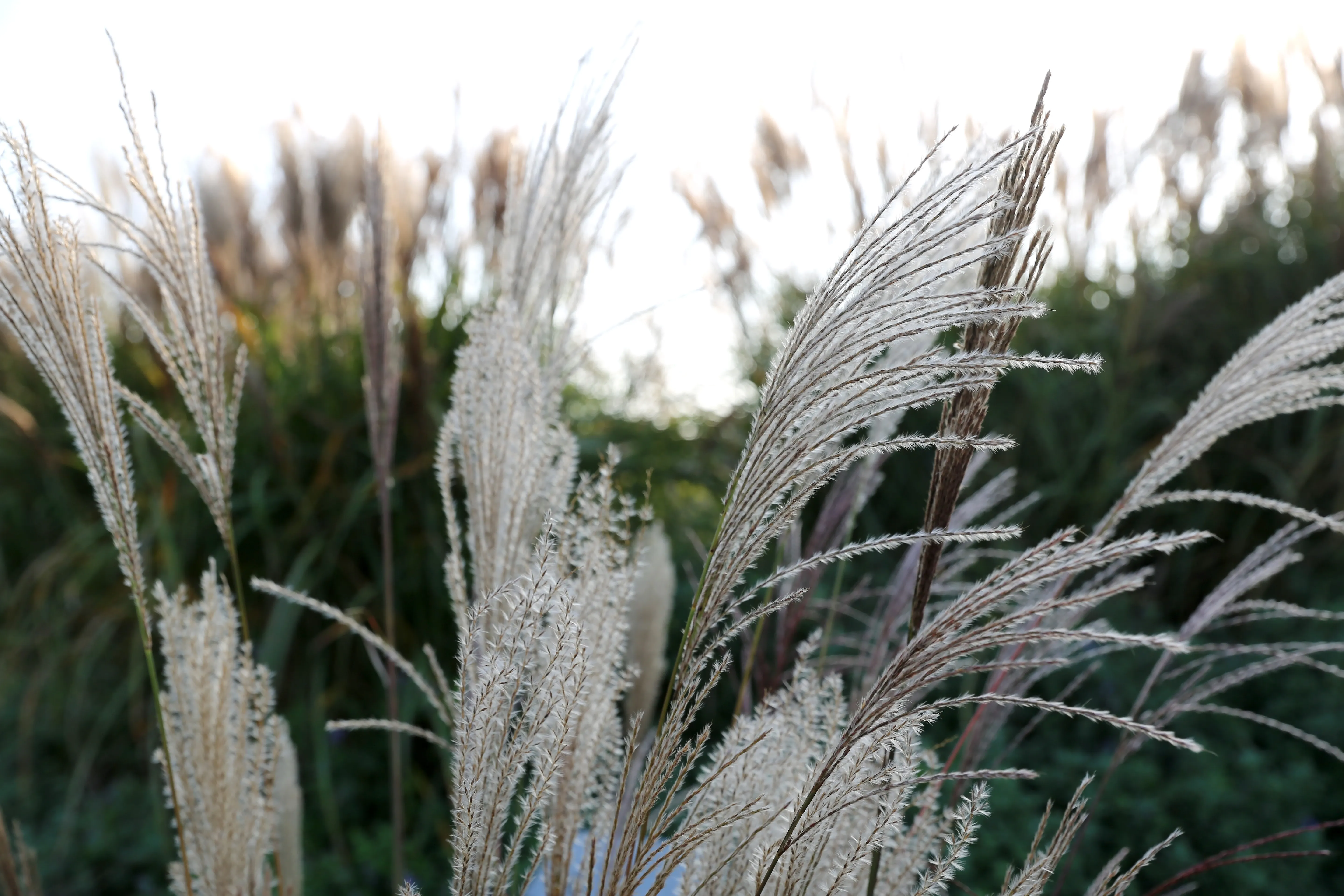 close-up of feathery ornamental grasses with white plumes against a blurred green background