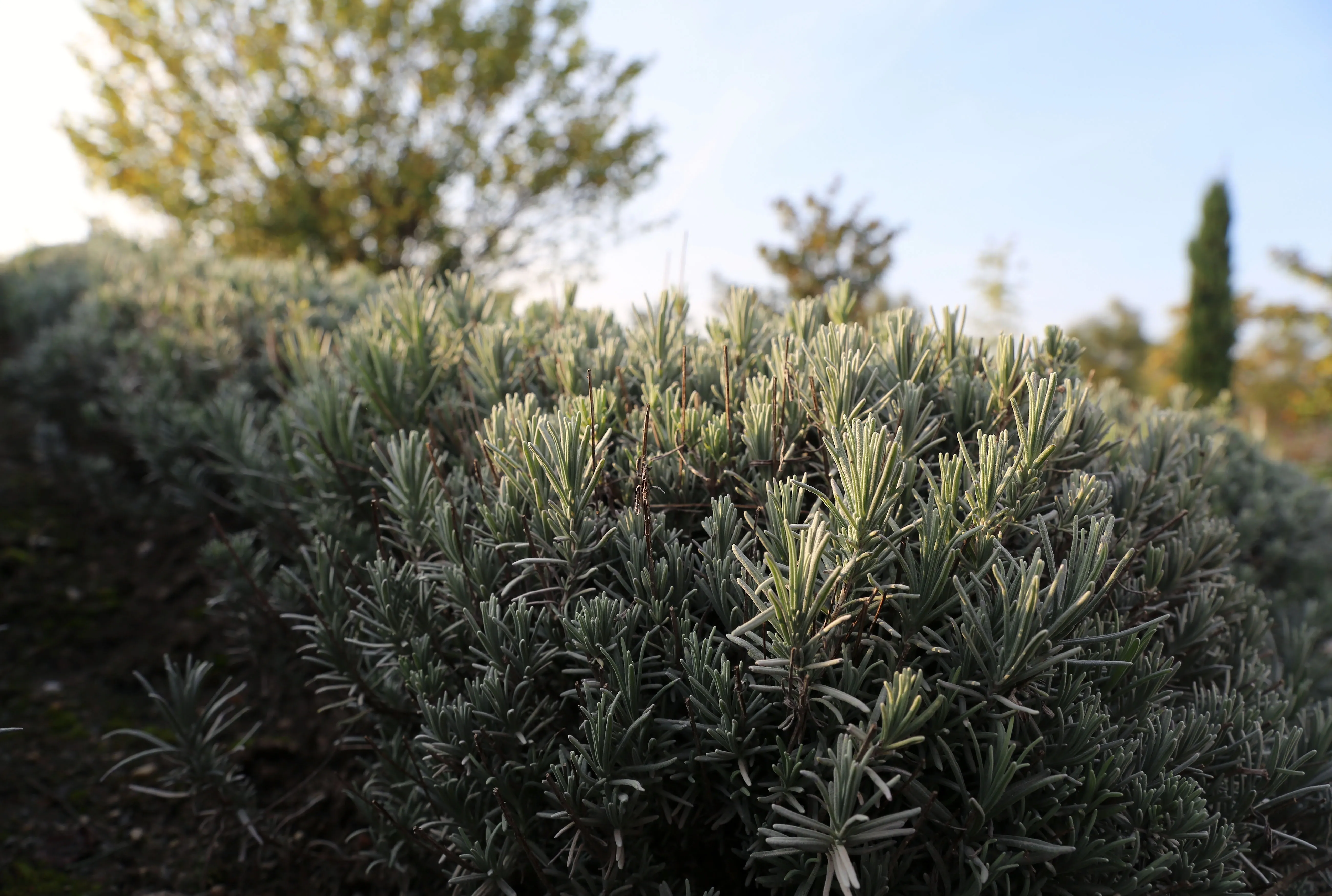 Close-up of silvery-green lavender plants in a garden