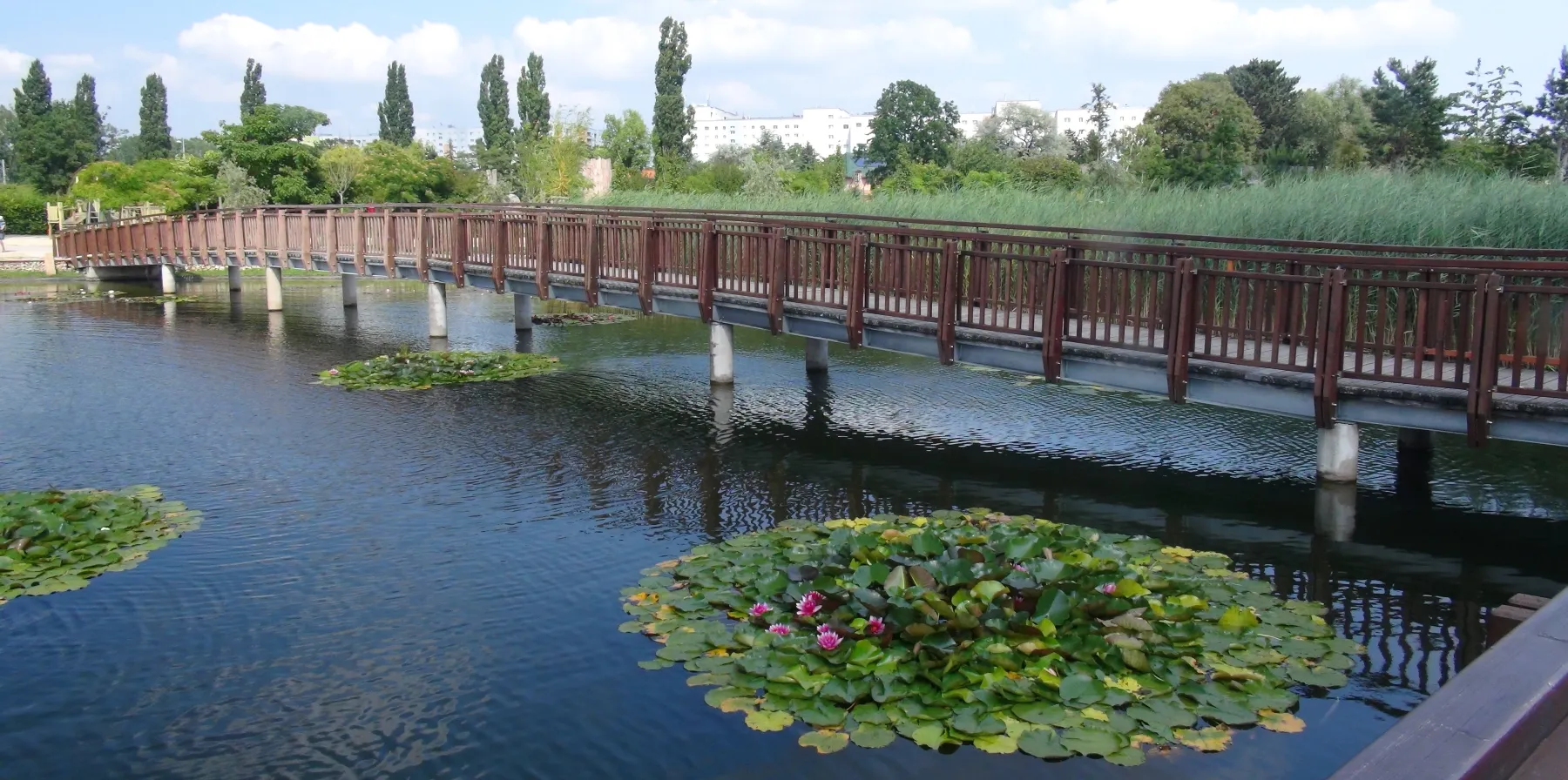 Wooden bridge over a pond with lily pads and water plants in a botanical garden