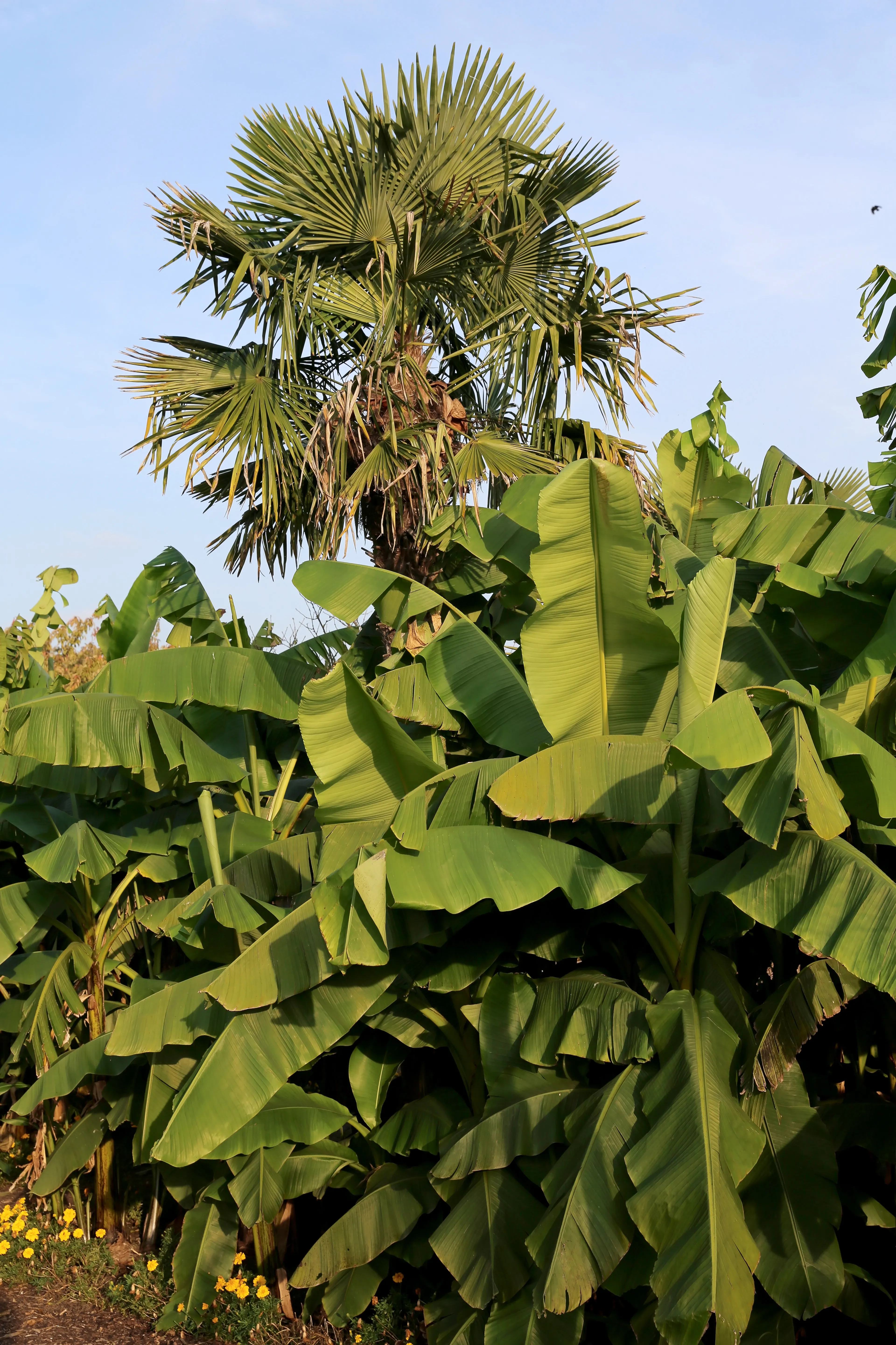tropical plants including a palm tree and banana plants