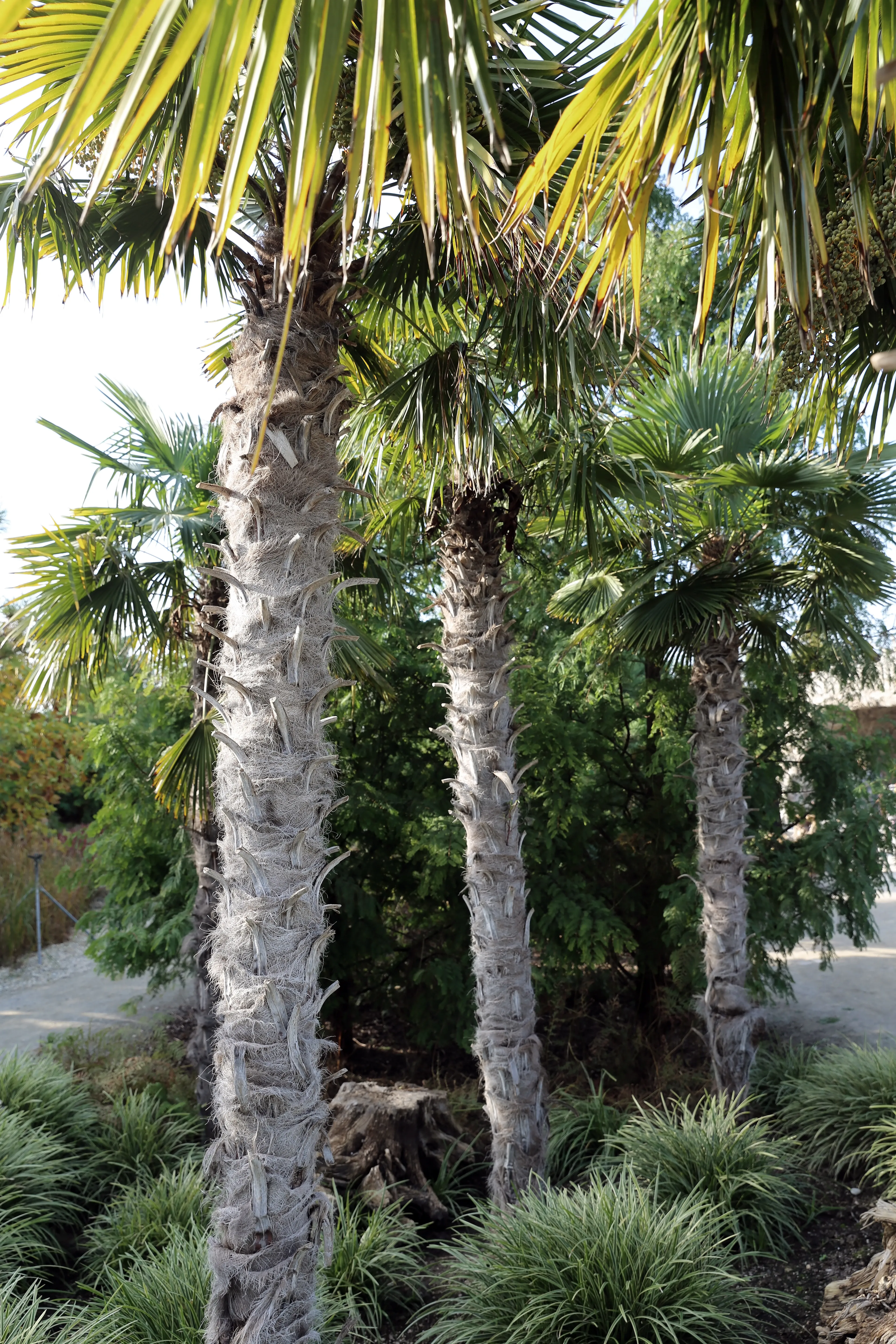 tall palm trees with textured trunks and green fronds in a garden setting