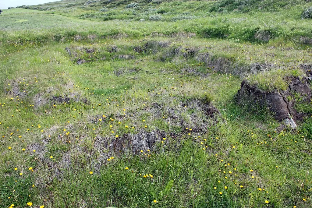 Sitio arqueológico cubierto de hierba con cimientos de tierra expuestos y flores silvestres amarillas en el asentamiento vikingo de Hofstaðir