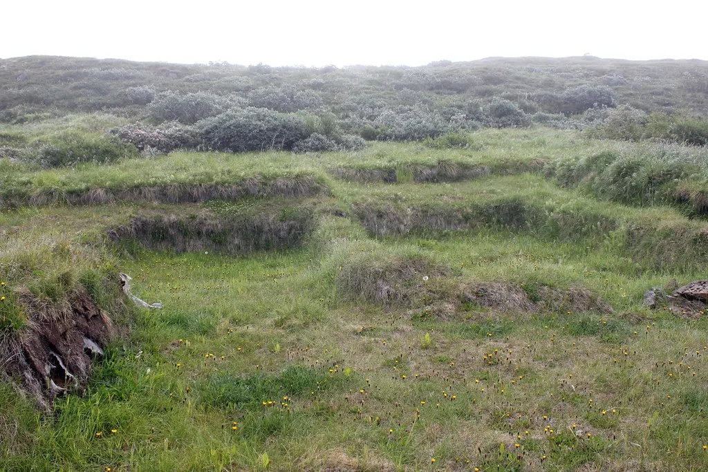 Paisaje arqueológico cubierto de hierba con terraplenes excavados, taludes de tierra erosionados y arbustos bajos que marcan los restos de un asentamiento de la era vikinga.
