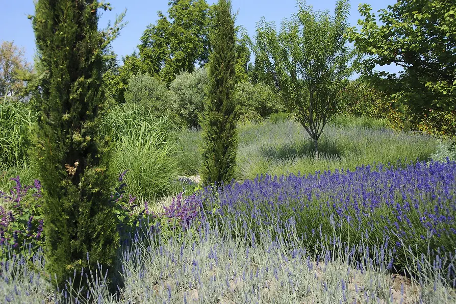 A garden with purple lavender flowers, tall cypress trees, and green shrubs under a blue sky