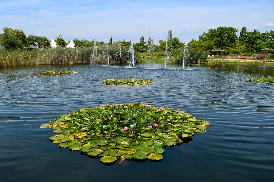 Un estanque con nenúfares y fuentes en un entorno de jardín