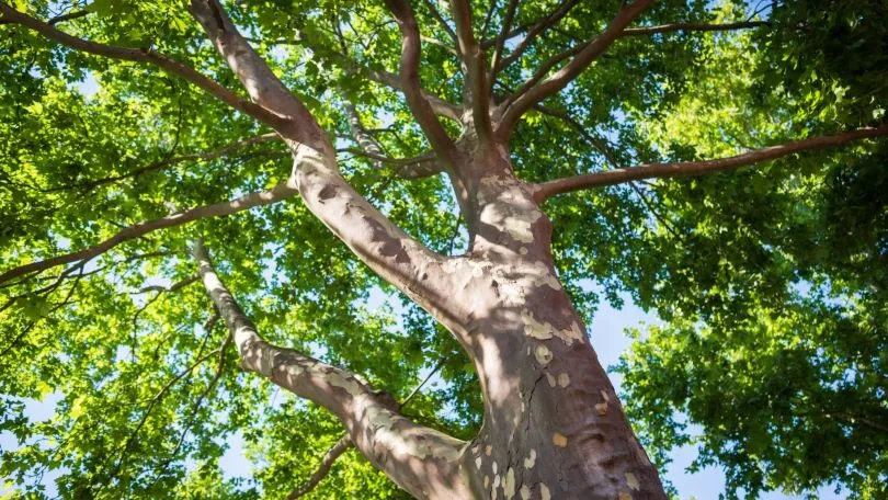 Árbol grande con corteza texturizada y hojas verdes visto desde abajo