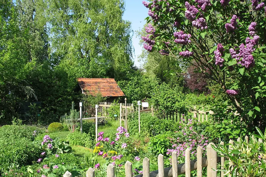 A garden with a small wooden shed, blooming purple lilac trees, and a wooden fence surrounded by green plants and trees