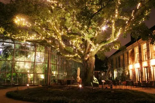 Night scene of a large tree adorned with string lights, greenhouse structure, and historic building in a botanical garden setting