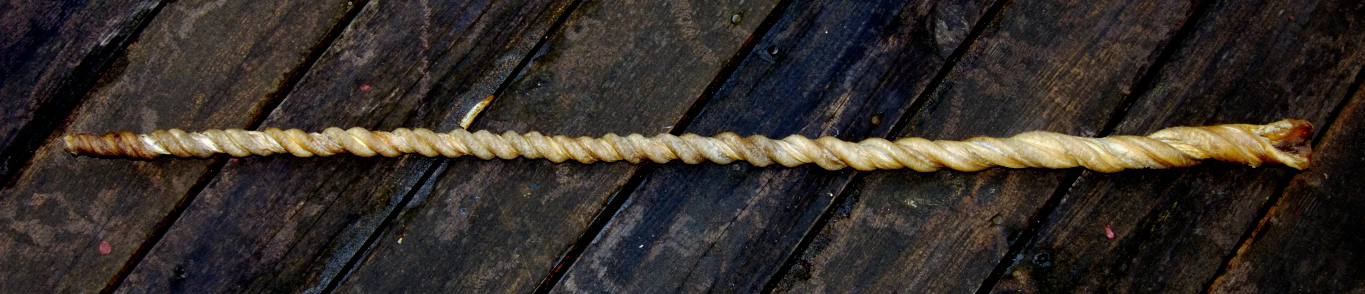 A long, twisted dried bull pizzle (Ochsenziemer) lying horizontally on a dark wooden plank surface