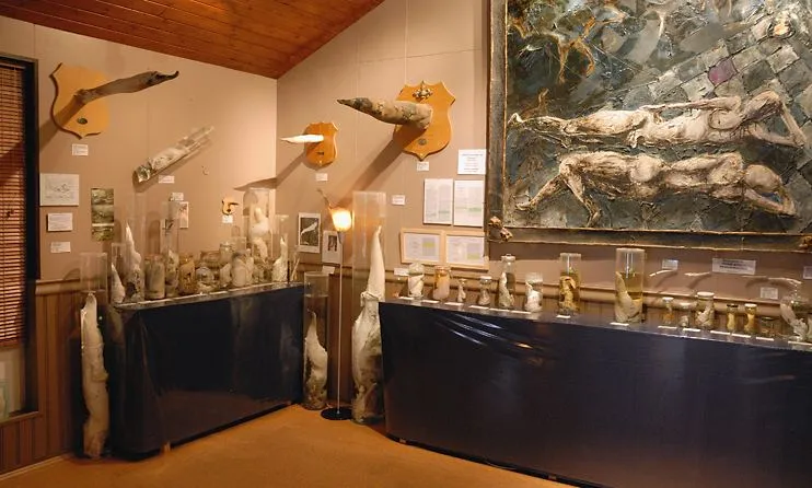 Interior of the Icelandic Phallological Museum showing glass display cases with specimens, mounted animal parts on beige walls, and a large framed painting on the right wall