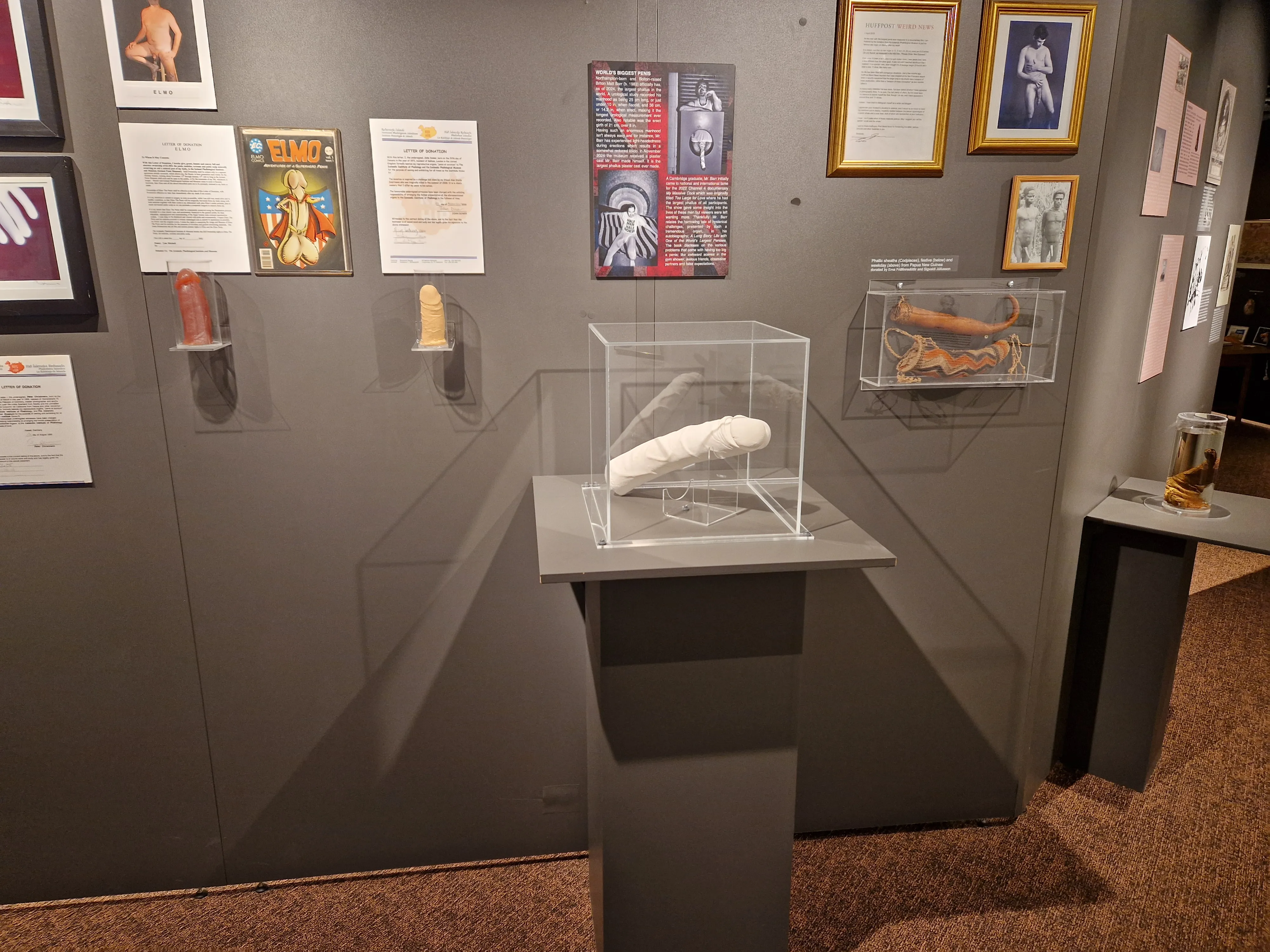 Museum gallery interior featuring glass display cases with specimens, including a large white cast on a central pedestal, surrounded by framed posters and artwork on gray walls.