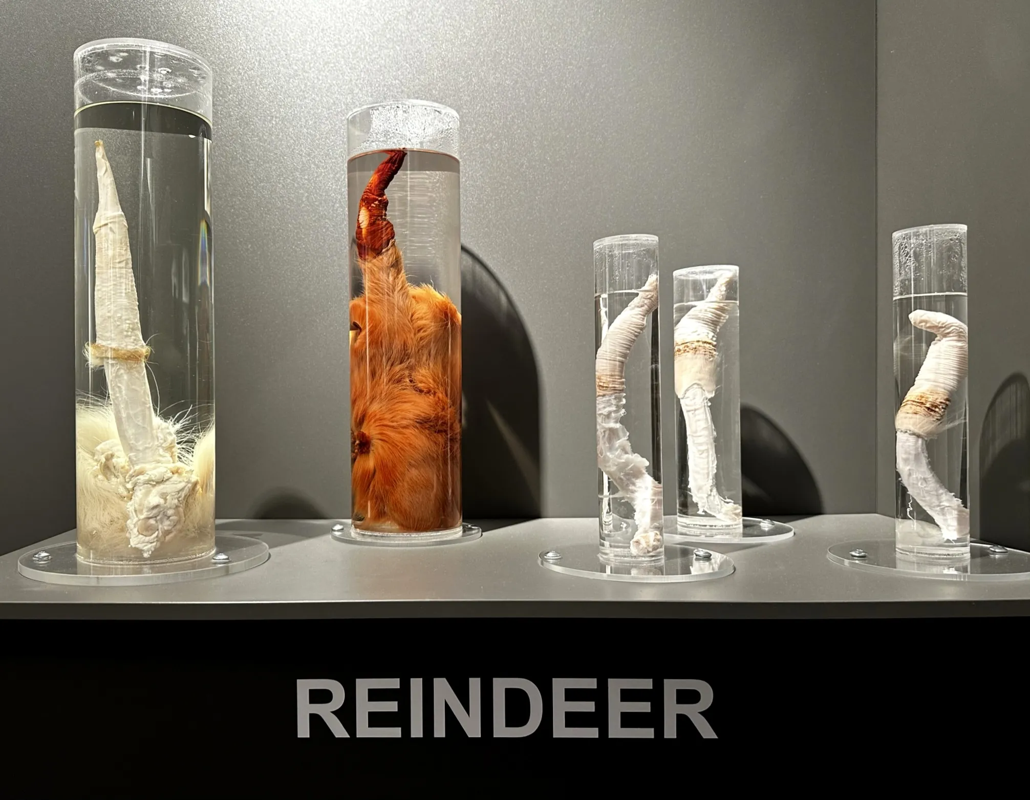 Five glass cylinders of varying sizes containing preserved biological specimens in liquid, arranged on a display shelf with a label reading REINDEER below