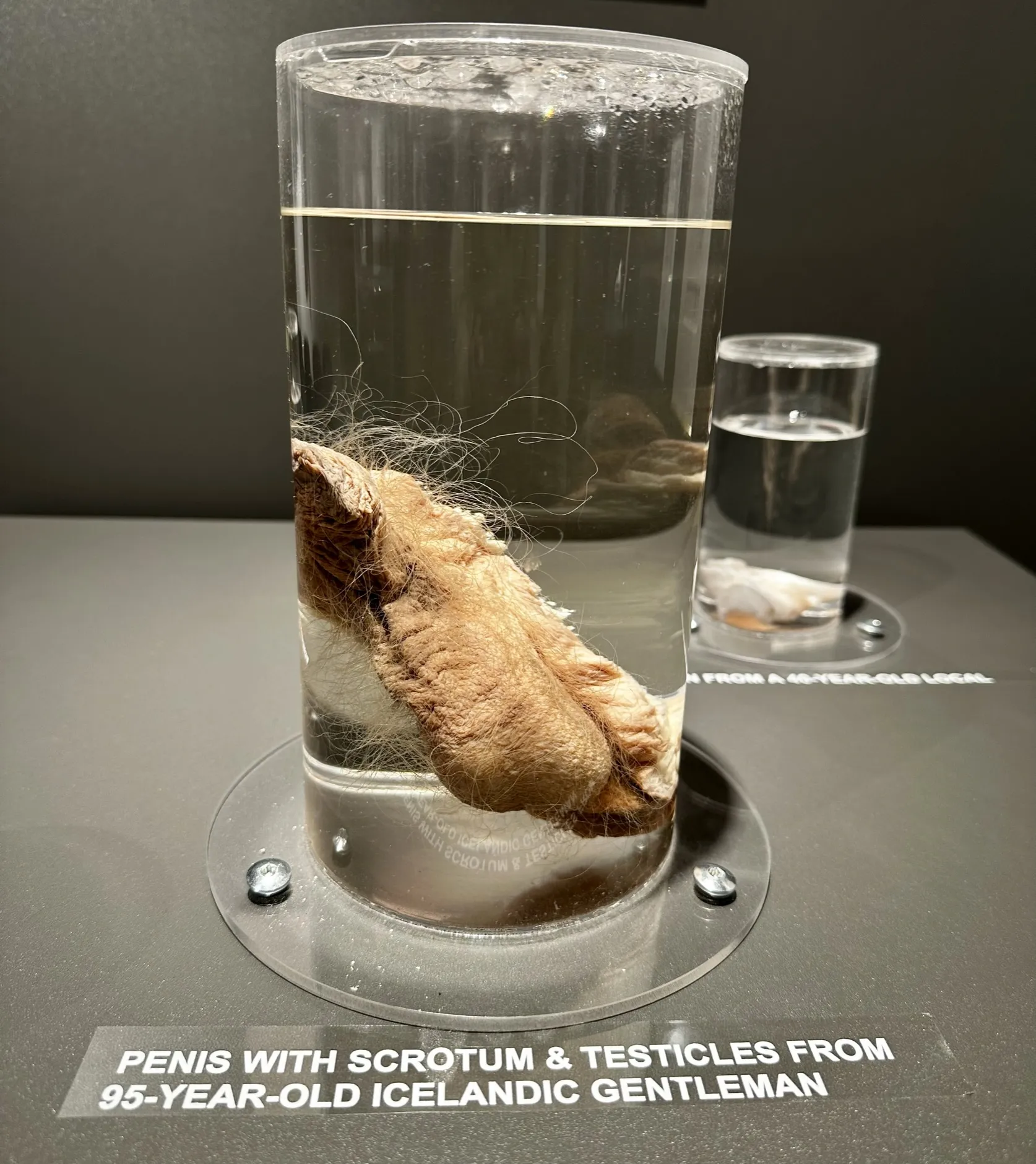A glass jar containing a preserved biological specimen with a label reading 'PENIS WITH SCROTUM & TESTICLES FROM 95-YEAR-OLD ICELANDIC GENTLEMAN'.
