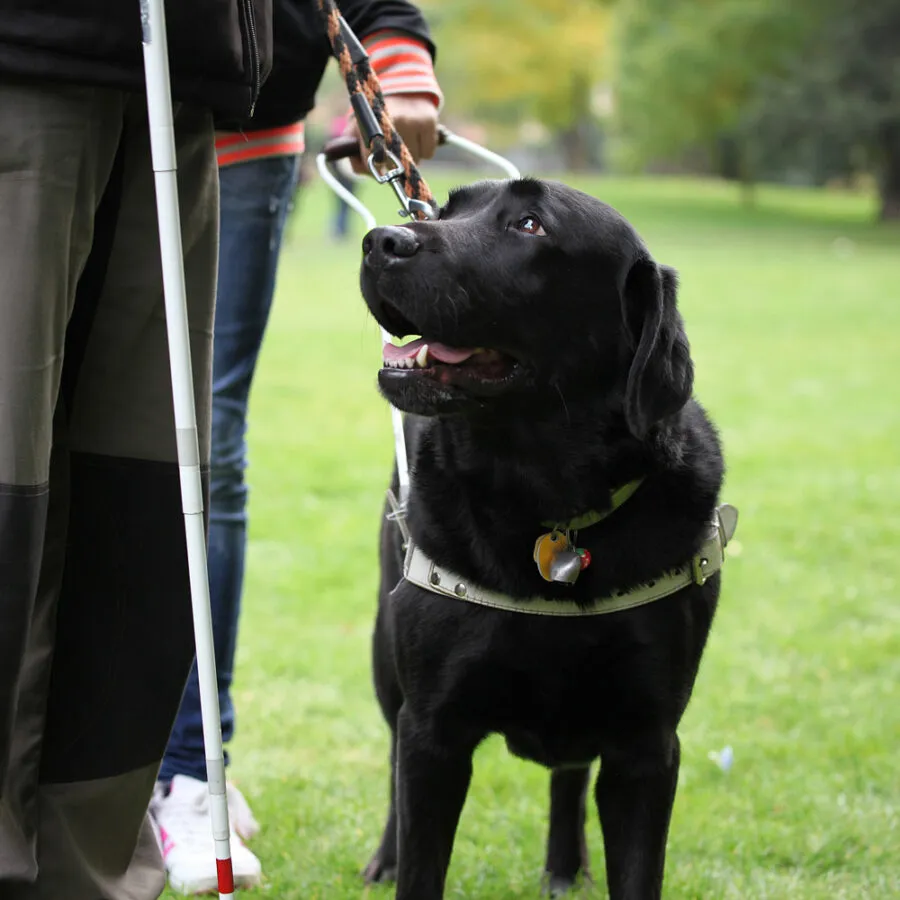 zwarte blindengeleidehond met tuigje staand op gras met persoon die witte stok vasthoudt