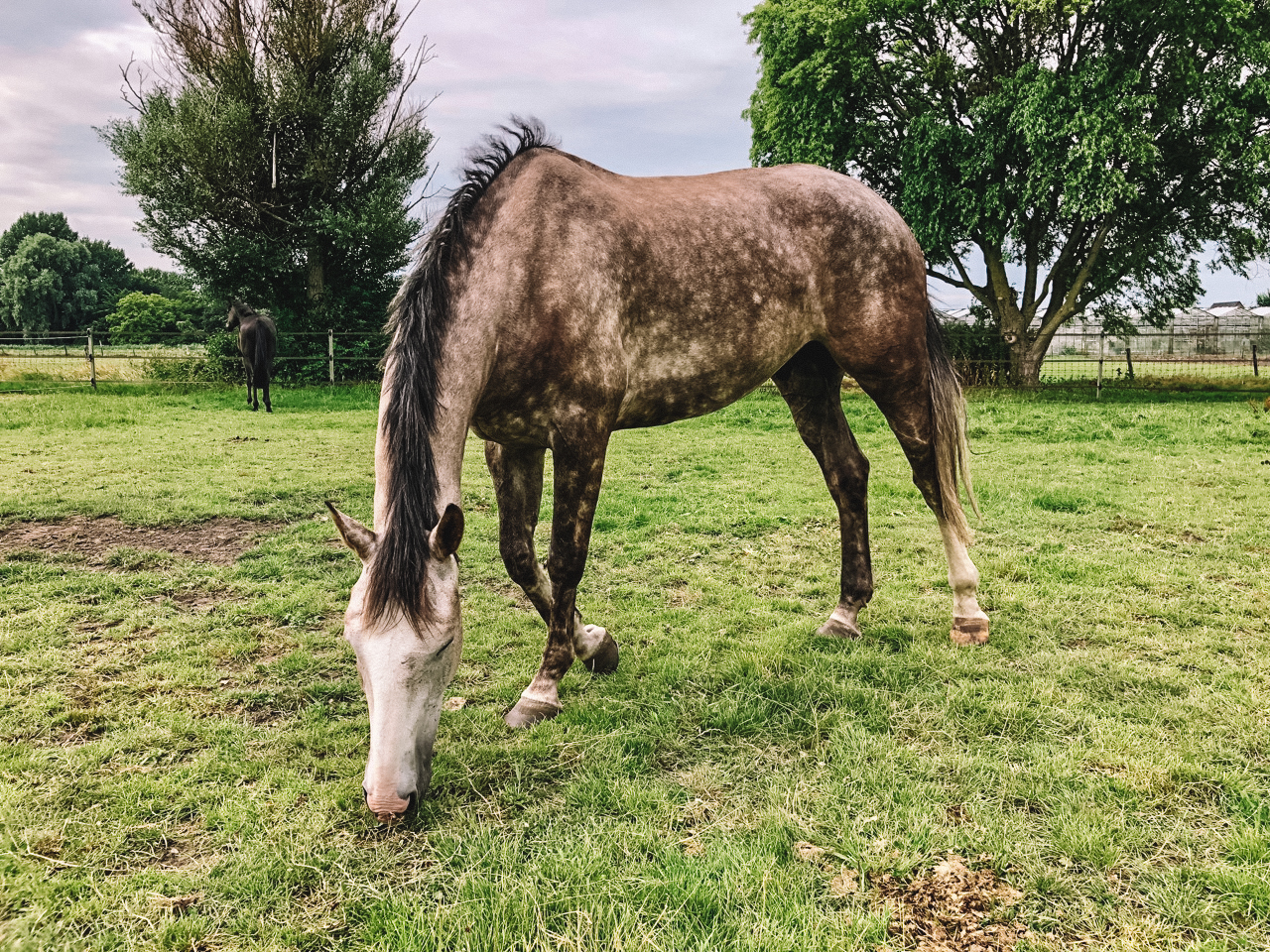 Een gevlekt paard graast op groen gras in een omheind weiland met bomen en een ander paard in de verte