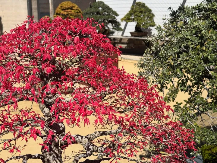 Un primer plano de un árbol bonsái con hojas de color rojo brillante, rodeado de otros bonsáis con hojas verdes y amarillas en un entorno de jardín al aire libre.