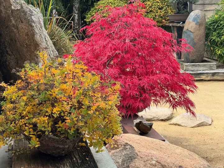 Un árbol bonsái de hojas rojas y un árbol bonsái de hojas amarillas en macetas, rodeados de rocas y arena en un jardín.