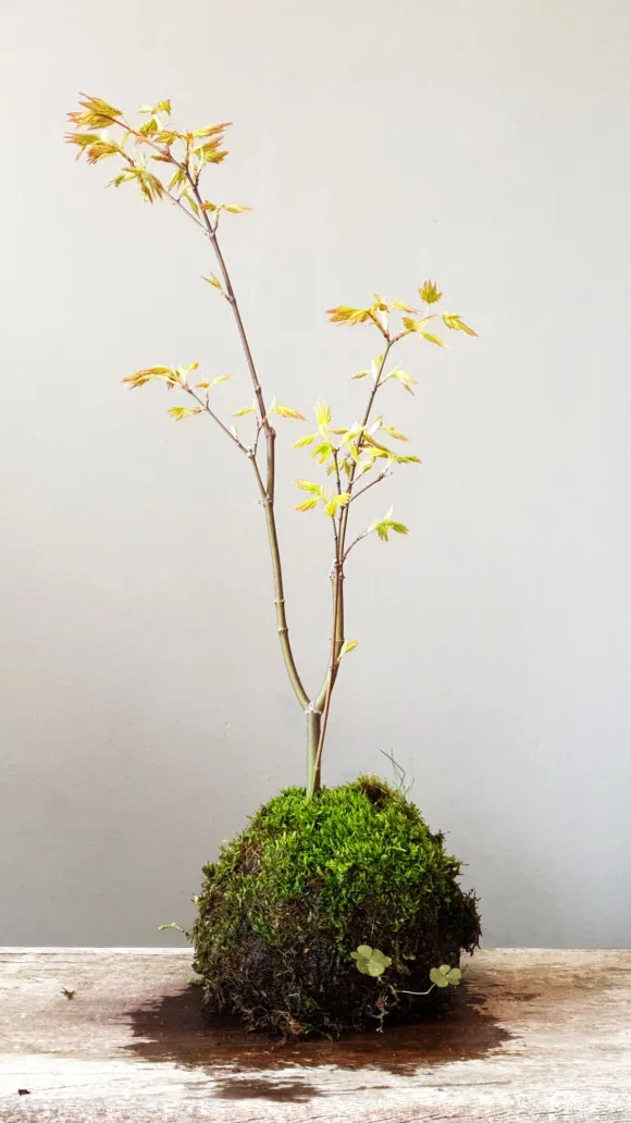 Un árbol bonsái con hojas verde amarillentas y un cepellón cubierto de musgo sobre una superficie de madera