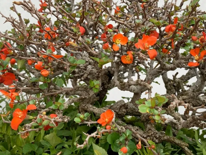 primer plano de un árbol bonsái con flores naranjas y ramas retorcidas