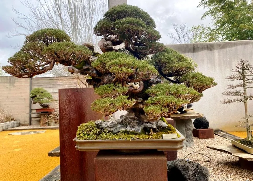 Un gran árbol bonsái con denso follaje verde y un tronco esculpido, expuesto sobre un pedestal en un jardín al aire libre.