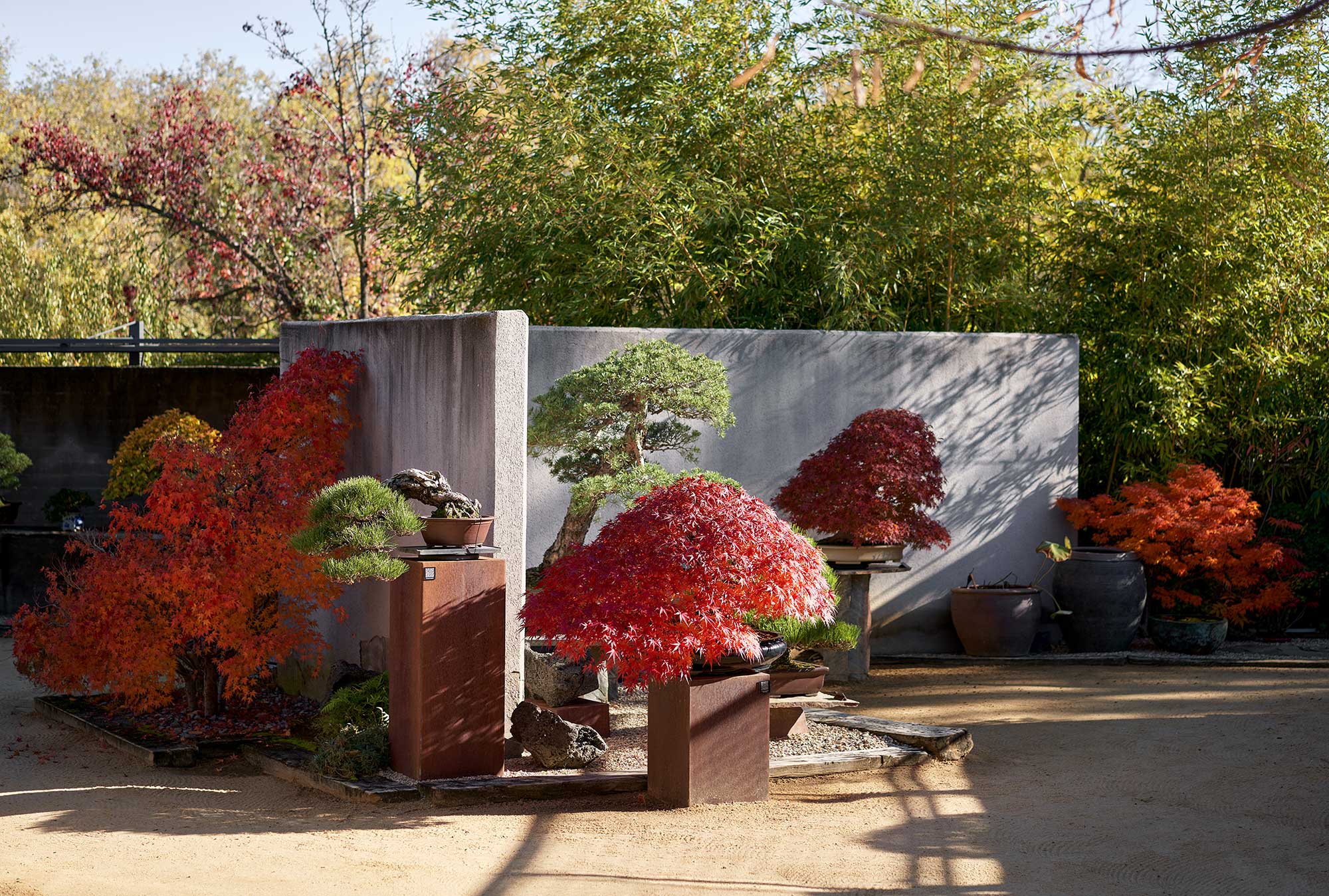 Árboles bonsái con follaje rojo y verde expuestos al aire libre contra una pared blanca