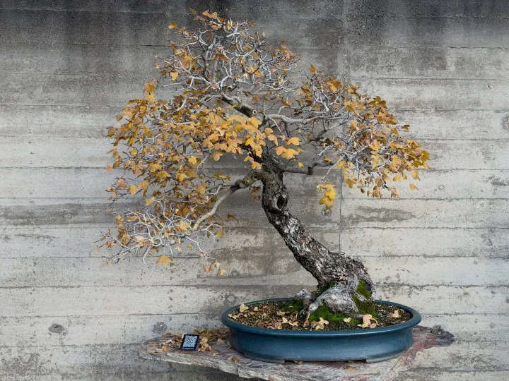 Un árbol bonsái con hojas amarillas y marrones en una maceta azul contra una pared de hormigón