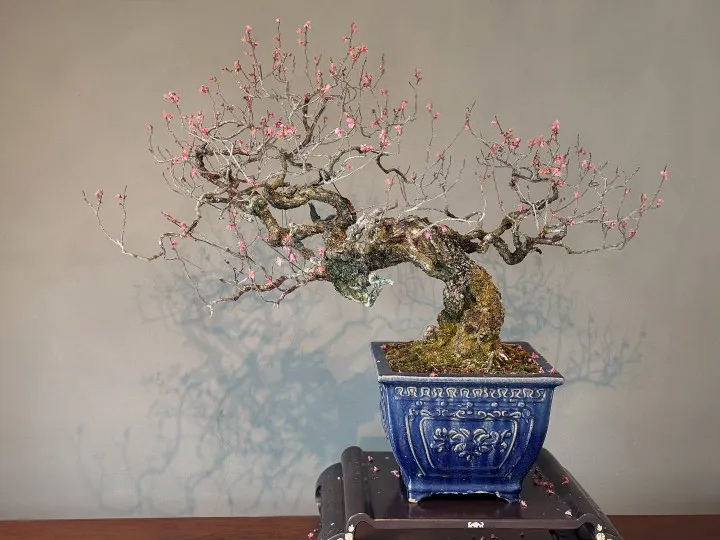 Un árbol bonsái con flores rosas en una maceta azul contra una pared lisa