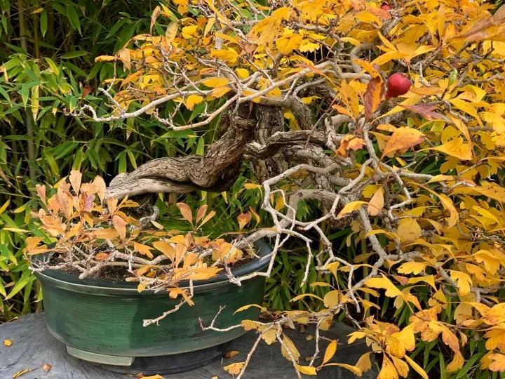 drzewko bonsai z żółtymi liśćmi i czerwonymi owocami w zielonej doniczce