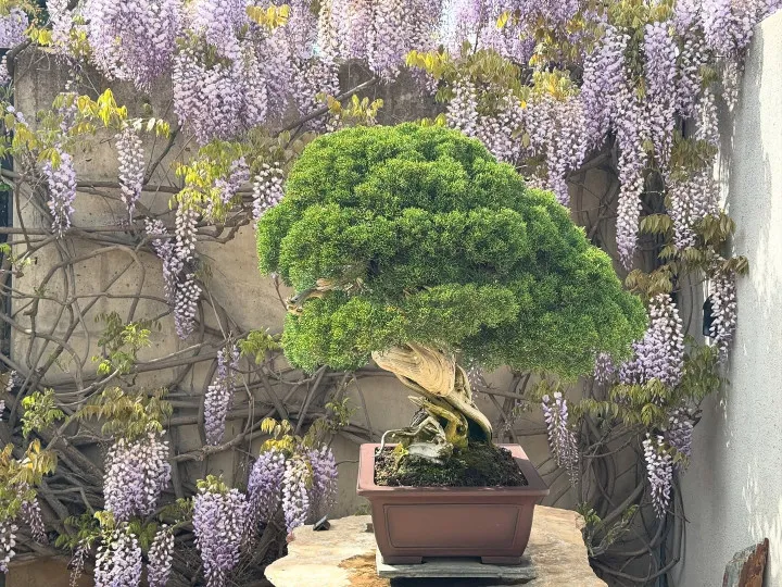 Un árbol bonsái en una maceta con exuberante follaje verde, sobre un fondo de flores de glicina morada y un muro de piedra