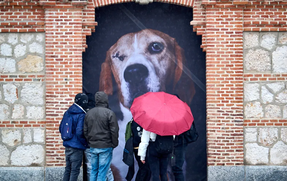 Duży mural przedstawiający psią twarz na ceglanym murze z ludźmi stojącymi w pobliżu
