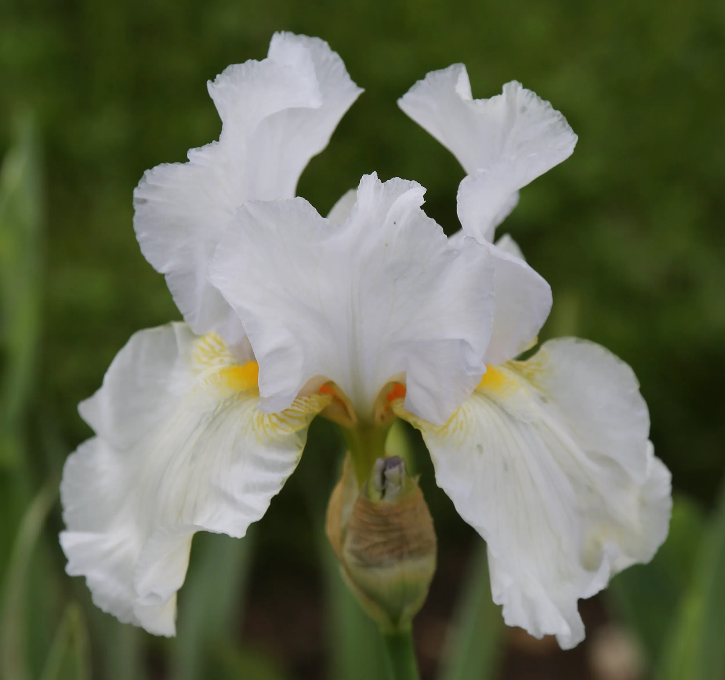 Close-up van een witte iris met gegolfde bloemblaadjes en geeloranje markeringen in het midden, tegen een zachte, wazige groene achtergrond