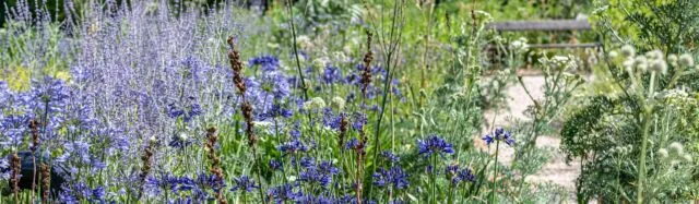 Tuinlandschap met hoge paarse en blauwe bloemen op de voorgrond en een houten bank langs een pad op de achtergrond