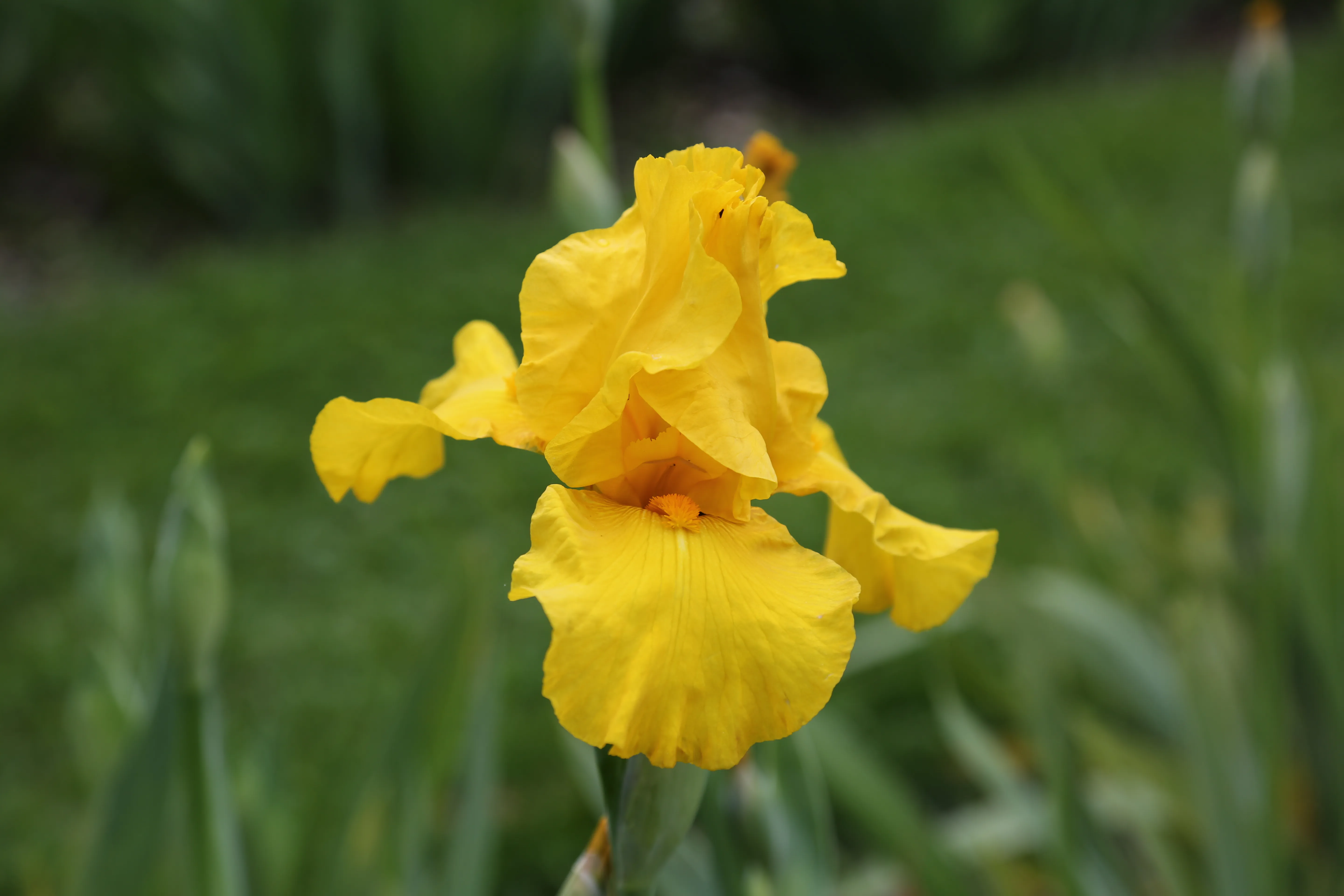 Close-up van een felgele baardirisbloem die bloeit in een tuin met wazig groen gebladerte op de achtergrond
