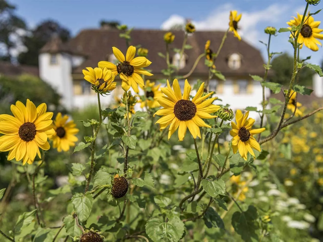 Bloeiende gele zonnebloemen met op de achtergrond een vervaagd historisch wit gebouw met een bruin dak in een tuin