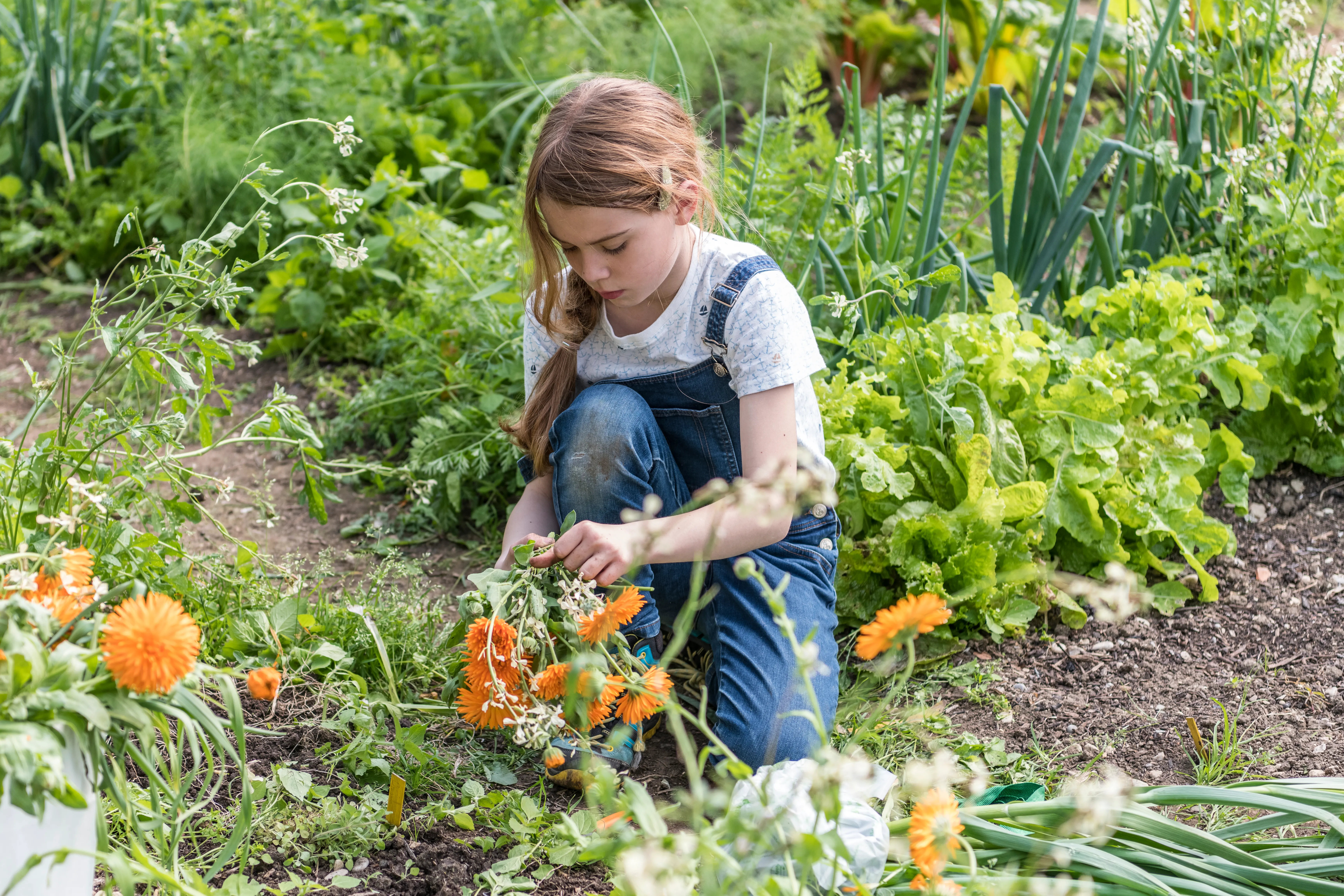 Een jong meisje met lang haar draagt een tuinbroek van spijkerstof en knielt in een tuinperk om voor de oranje afrikaantjes te zorgen, die omringd zijn door groene bladgroenten.