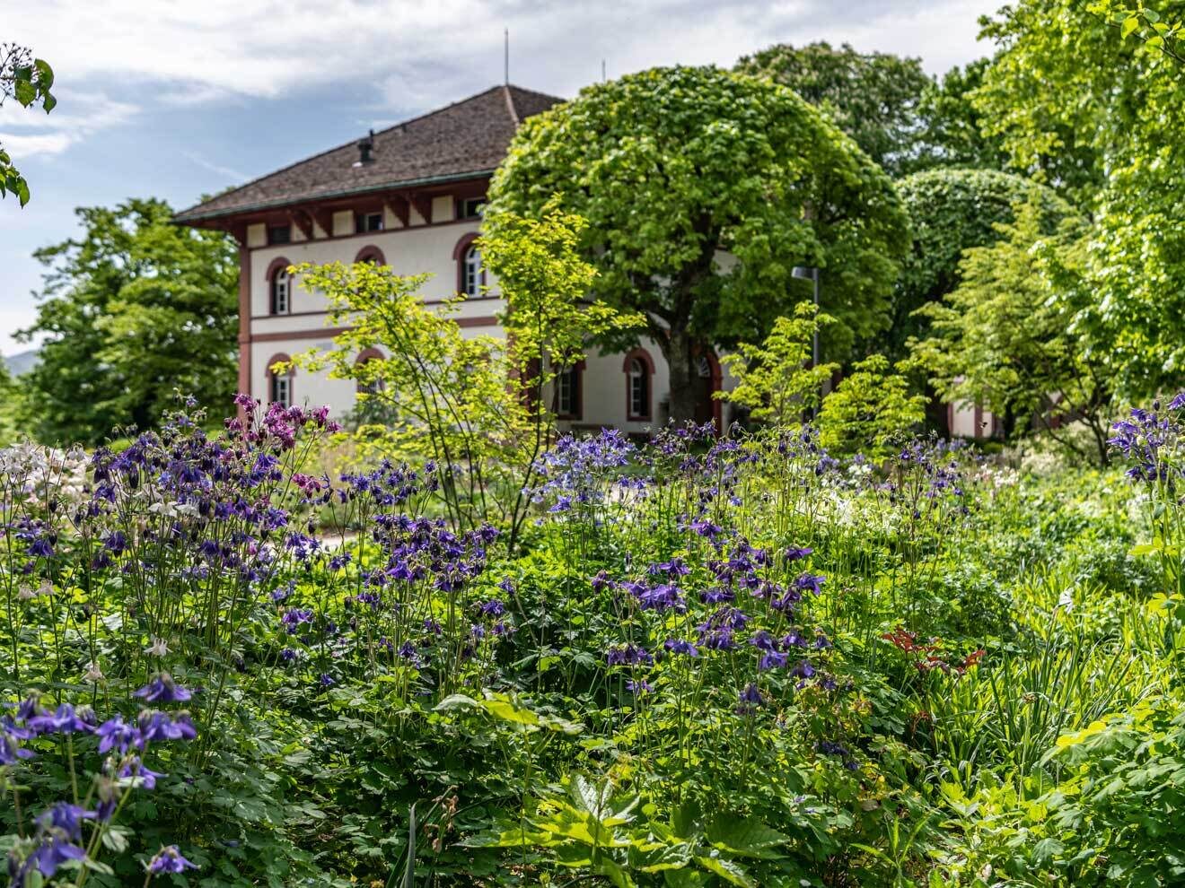 Een historisch wit gebouw met donkere accenten, omringd door weelderige groene bomen, met op de voorgrond paarse en witte wilde bloemen in een tuin.
