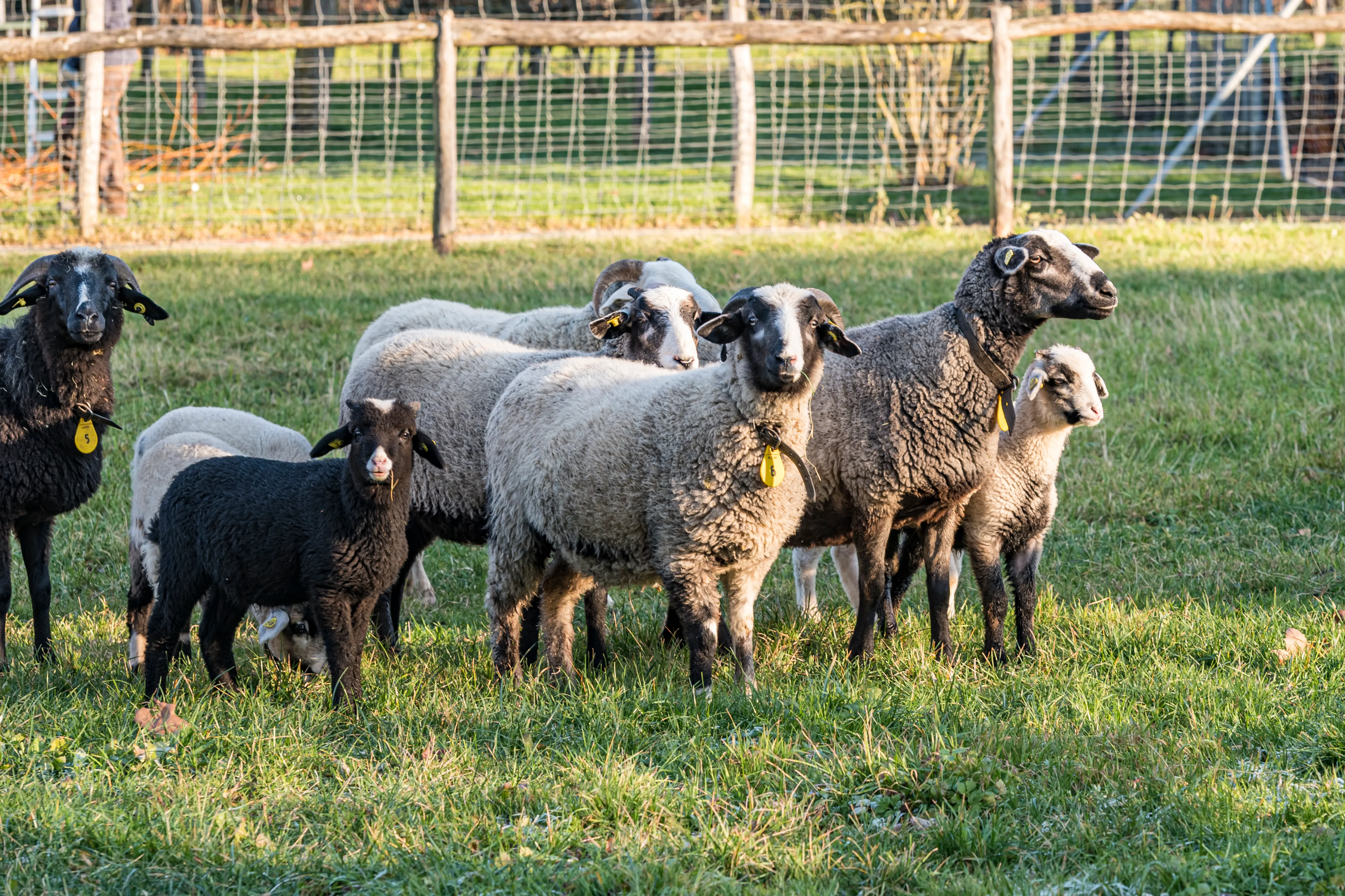 Een kudde zwarte en grijze schapen met gele oormerken in een grasrijk verblijf met een houten hek op de achtergrond