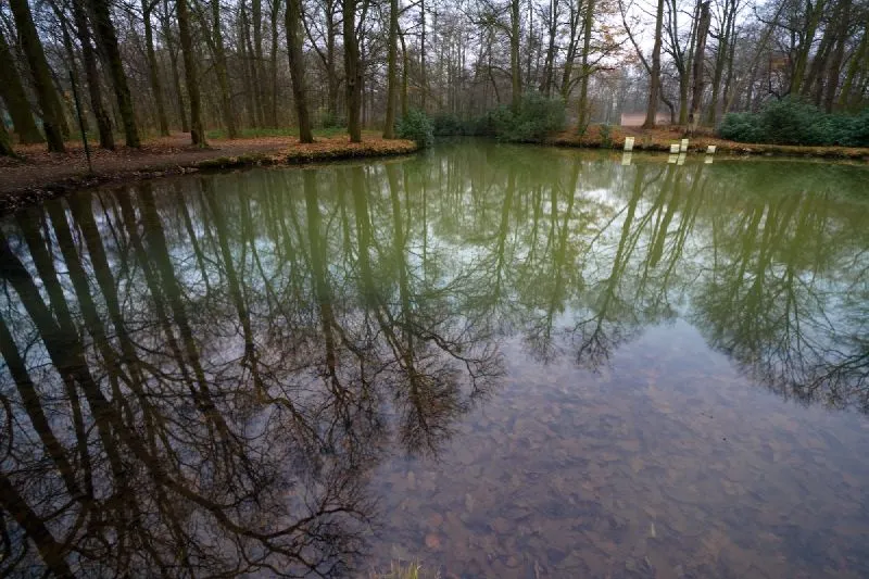 Un estanque tranquilo en un parque arbolado con árboles desnudos reflejados en el agua verde y turbia