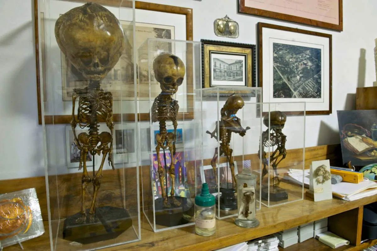 Representative view of Museum of Pathological Anatomy and Paleopathology in Pisa.