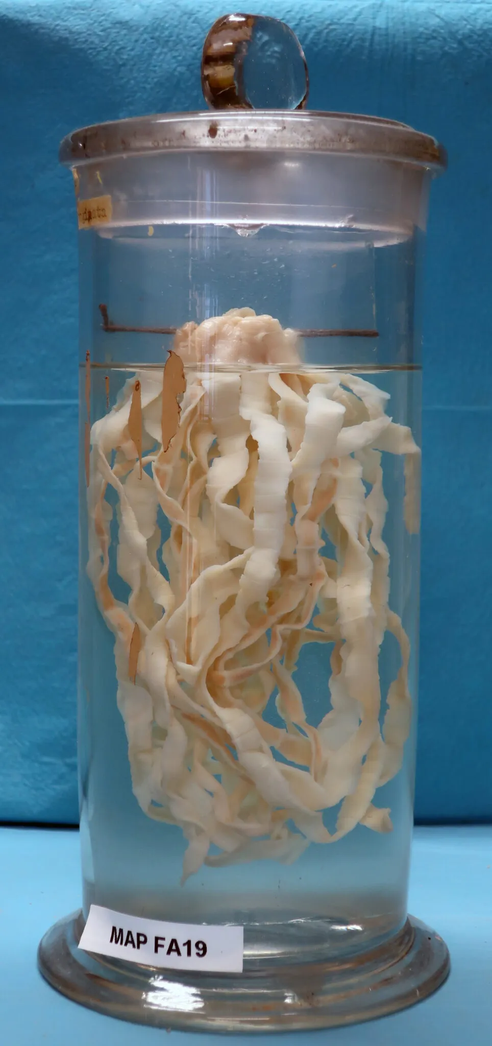 Representative view of Museum of Pathological Anatomy and Paleopathology in Pisa.