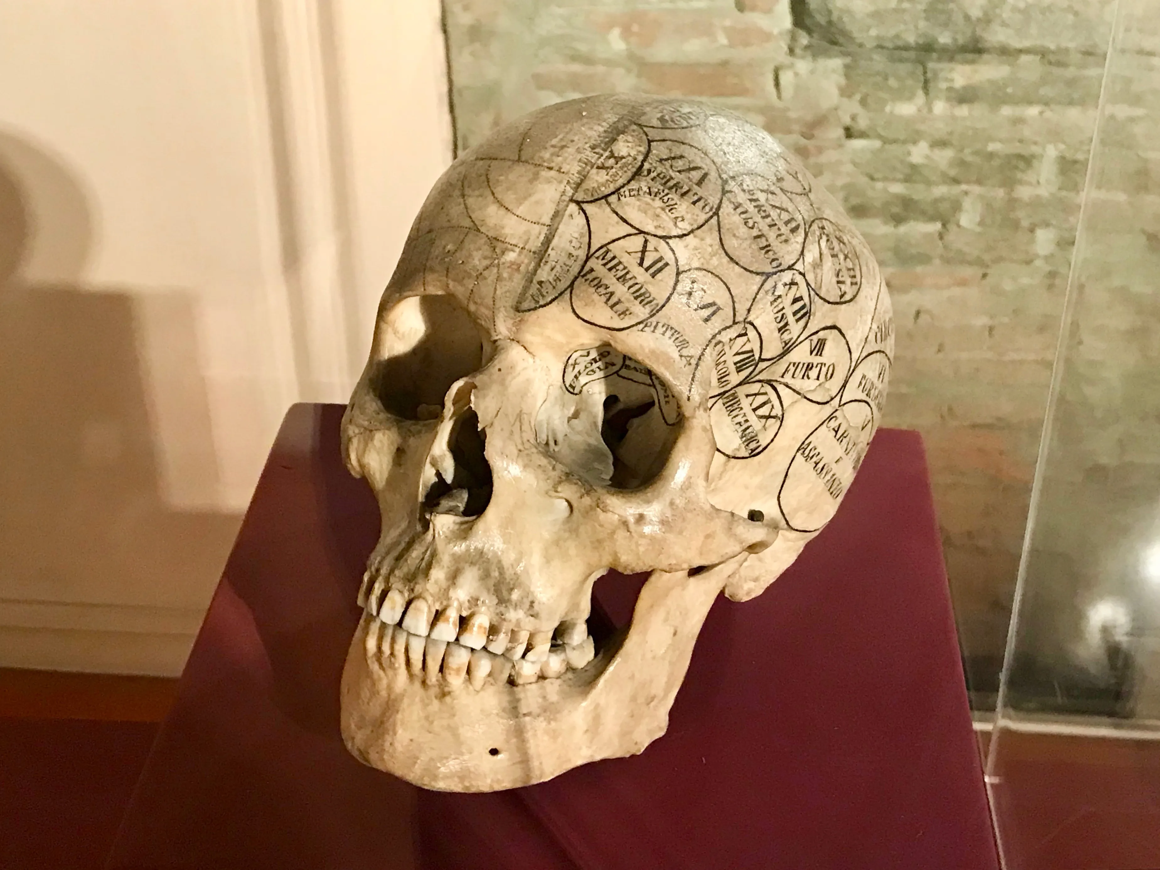 Vista representativa del Museo de Anatomía Humana Filippo Civinini en Pisa.