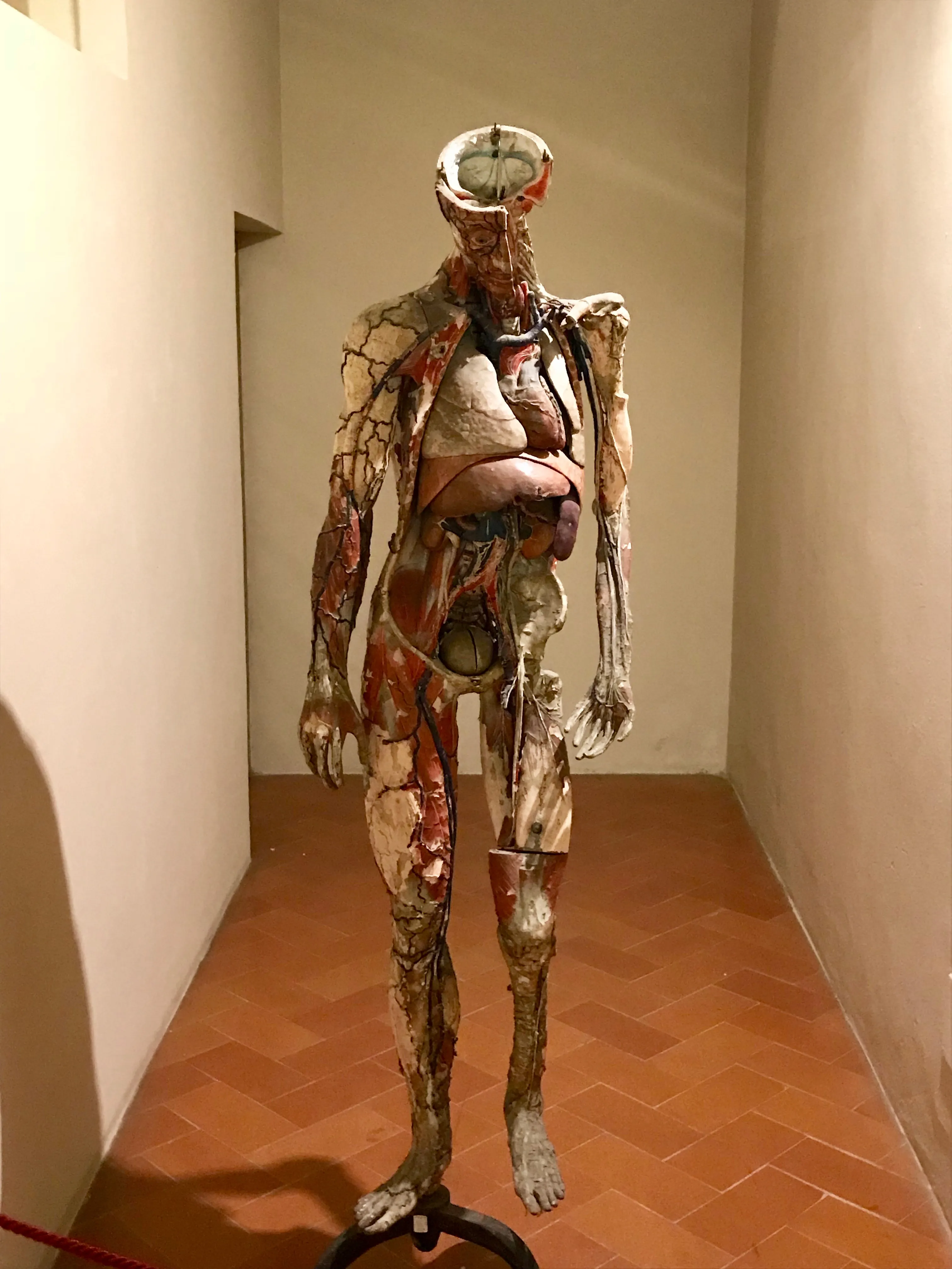 Vista representativa del Museo de Anatomía Humana Filippo Civinini en Pisa.