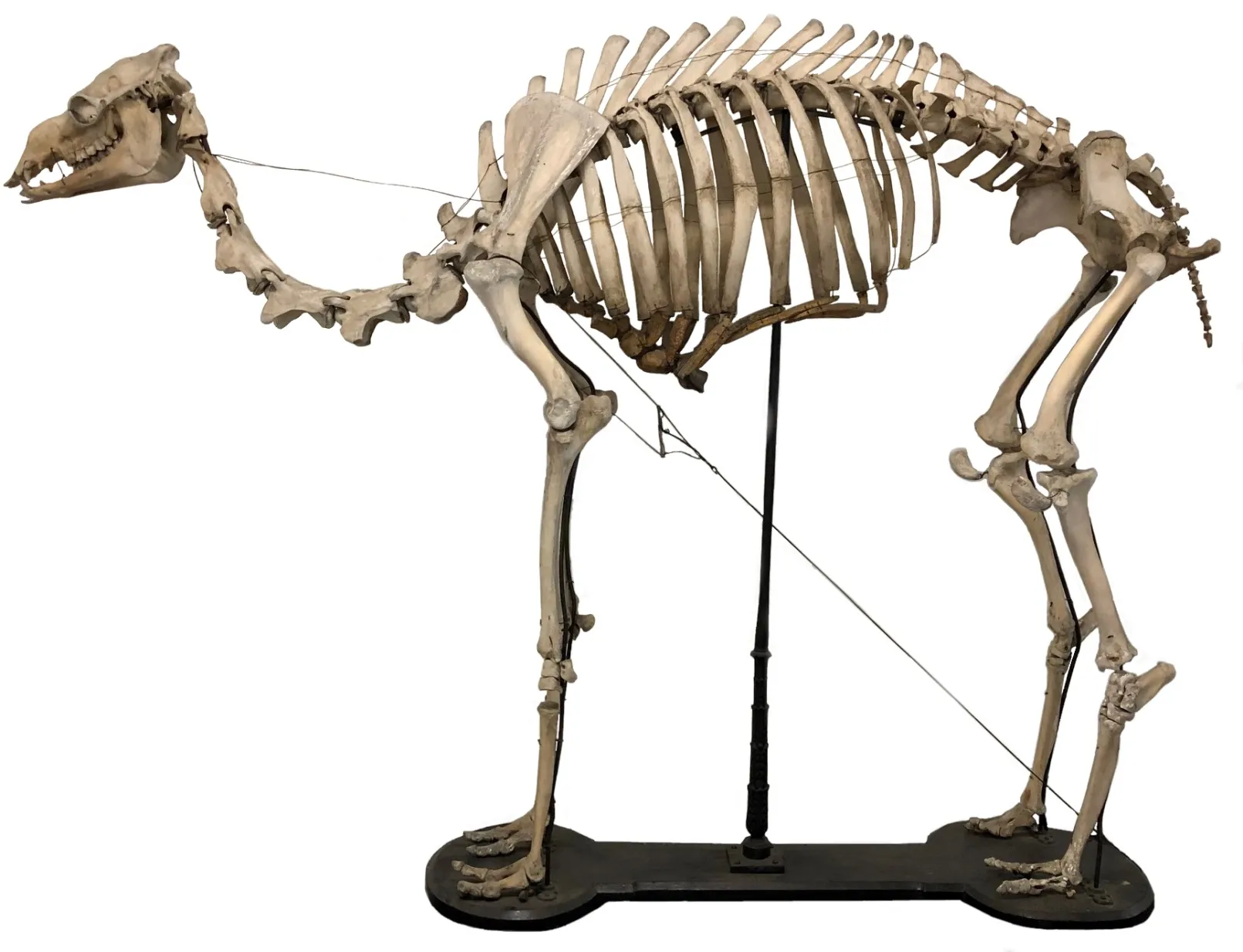 Representative view of Veterinary Anatomy Museum in Pisa.