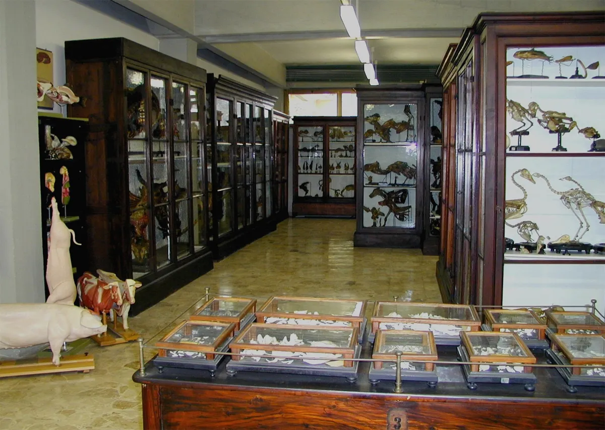 Grafika godzin otwarcia Veterinary Anatomy Museum