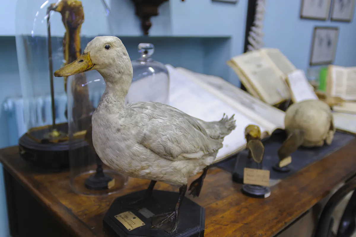 Interior view of Veterinary Anatomy Museum in Pisa.