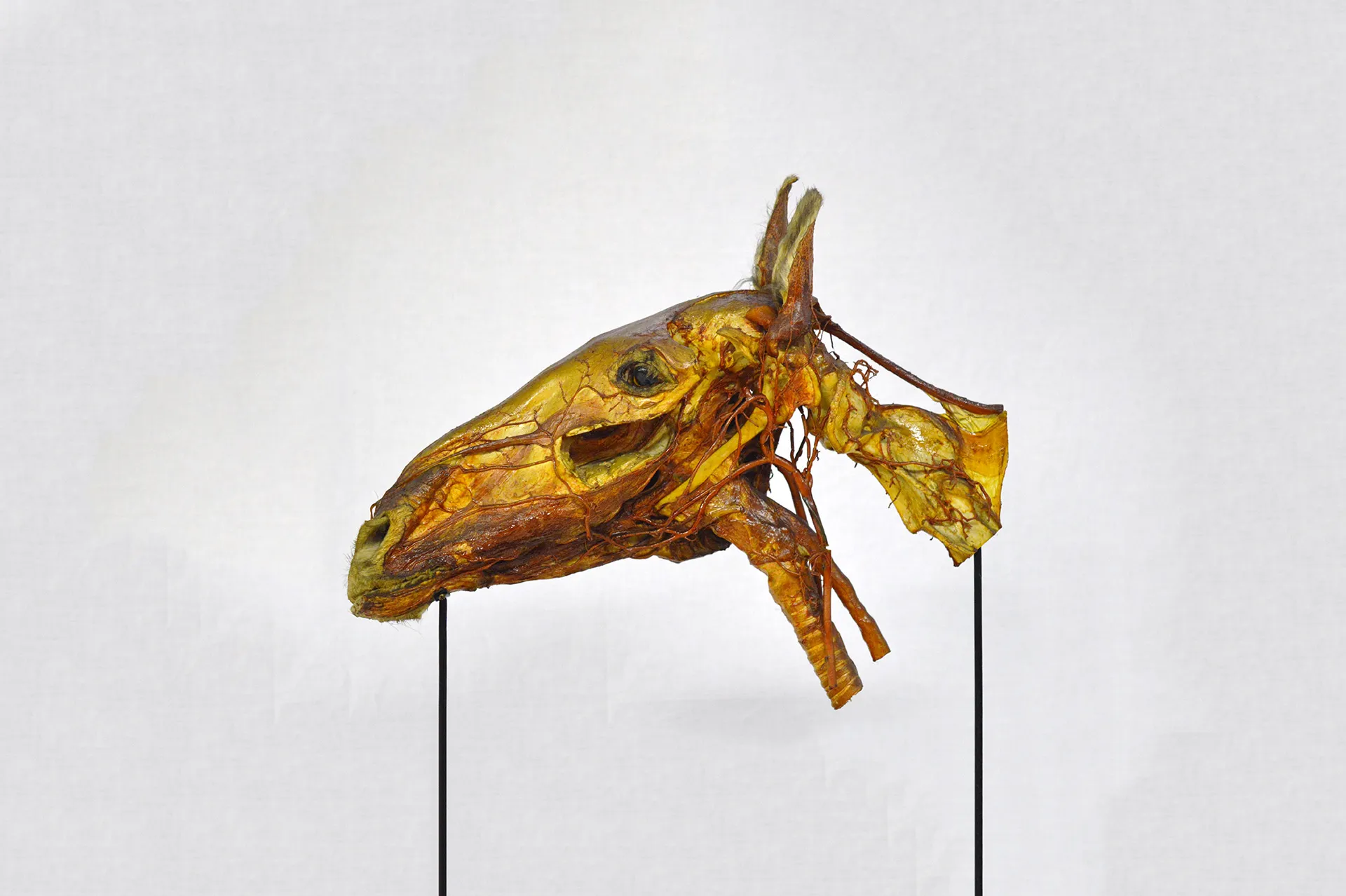 Representative view of Veterinary Anatomy Museum in Pisa.
