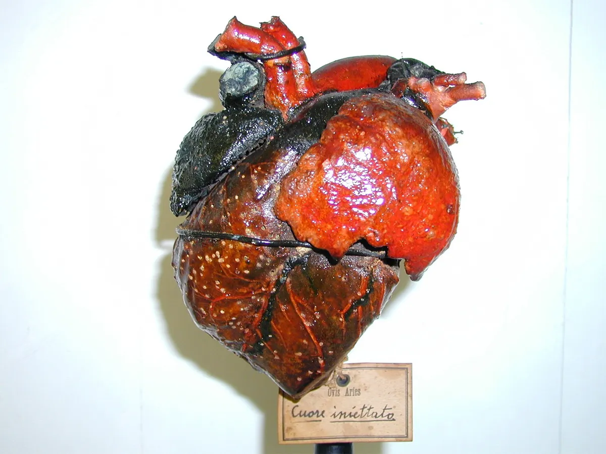 Representative view of Veterinary Anatomy Museum in Pisa.