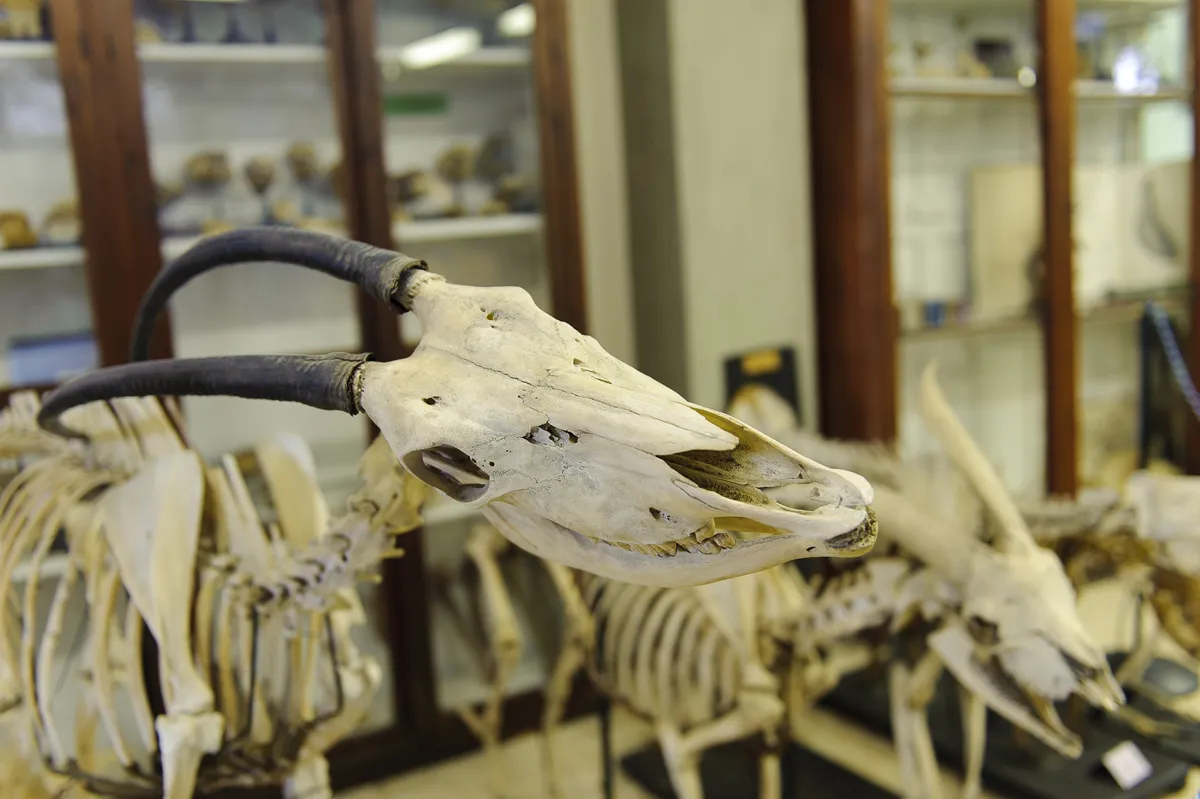 Interior view of Veterinary Anatomy Museum in Pisa.