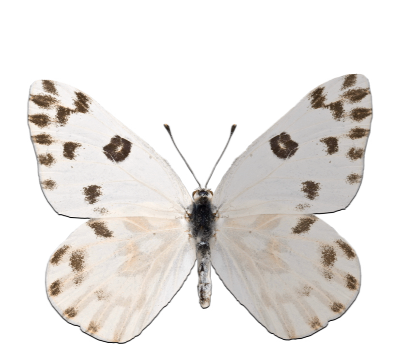 Espécimen de mariposa blanca con manchas marrones en las alas expuesto sobre un fondo negro